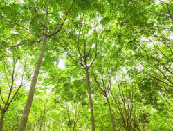 Sengketa Lahan Warisan di Ogan Ilir: Cucu Almarhum Syarifudin Gugat Ahli Waris Saiful