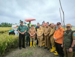 Pabung OI Hadiri Panen Raya Padi IP 200