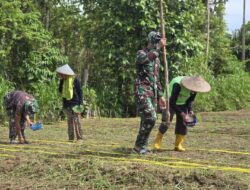 Dukung Program Ketahanan Pangan Pemerintah , Satgas Yonif 131/Brajasakti dan Warga Papua Tanam Jagung di Lahan Kosong