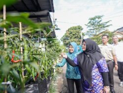 Panen Cabai Bersama GSMP: 6 Kilo Hasil Sinergi dan Kekompakan Ibu Dasawisma