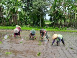 Babinsa Ngoran Dampingi Kelompok Tani Berkah Tani dalam Penanaman Padi di Nglegok