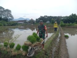 Wujud Kepedulian TNI pada Ketahanan Pangan, Babinsa Kaweron Bantu Petani Tanam Padi 