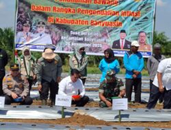 Kendalikan Inflasi, Bupati Banyuasin Tanam Bawang Merah di Desa Duren Ijo