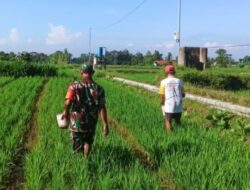Babinsa Slorok Serma Sutrisno Melaksanakan Pemupukan Padi Bersama Kelompok Tani