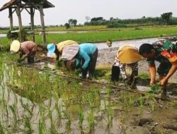 Wujudkan Ketahanan Pangan Wilayah, Babinsa Srengat Dampingi Warga Tanam Padi