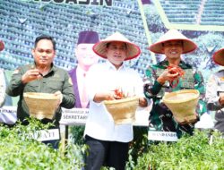 Bupati Banyuasin dan Forkopimda Panen Raya 4 Ton Cabai