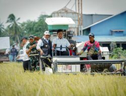 Wamentrans dan Bupati Panen Raya di Telang Rejo