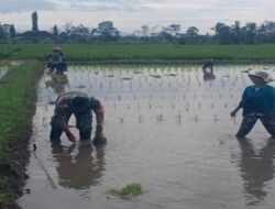 Dukung Ketahanan Pangan Nasional, Serda Dedy Awang Dampingi Penanaman Padi Milik Bapak Sumino