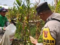 Polres Ogan Ilir melalui Polsek Muara Kuang Hadiri Panen Jagung Program Ketahanan Pangan Desa Ulak Segara