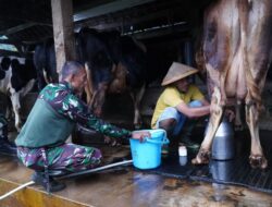 TMMD ke-127 Tak Hanya Bangun Rumah, Jembatan dan Jalan, Prajurit TNI Turut Juga Bantu Warga Perah Susu Sapi