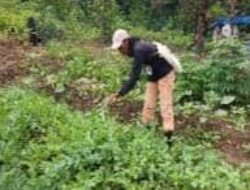 Komitmen Kapala Kampung Nusei dalam Mendorong Perekonomian Melalui Sektor Perkebunan