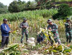 Dukung Ketahanan Pangan, Anggota Satgas TMMD Bantu Warga Panen Jagung