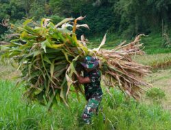 Wujud Kemanunggalan, Satgas TMMD ke-127 Kodim 0808 Bantu Warga Panggul Pakan Ternak