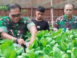 Kebun Organik Korem 182/JO Berbuah Hasil, Danrem Panen Pakcoy Bersama Prajurit