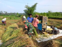 Kebersamaan TNI dan Petani, Panen Padi di Desa Gledug Berjalan Lancar