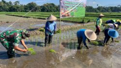 Ikuti Tanam Padi Serentak se-Jatim, Babinsa Butun Bersama Forkopimda Perkuat Swasembada Pangan