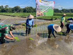 Ikuti Tanam Padi Serentak se-Jatim, Babinsa Butun Bersama Forkopimda Perkuat Swasembada Pangan