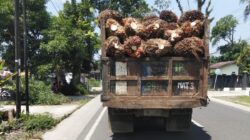 Truk Angkut Sawit PTPN 4 kebun Marihat Tanpa Jaring Abaikan Keselamatan Pengendara  Lain