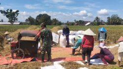 Wujudkan Ketahanan Pangan Nasional, Babinsa Ngadirenggo Dampingi Petani Panen Padi