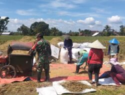 Wujudkan Ketahanan Pangan Nasional, Babinsa Ngadirenggo Dampingi Petani Panen Padi