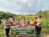 Panen Raya Jagung di Desa Langkap, Dukung Swamenbada Pangan