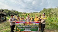 Panen Raya Jagung di Desa Langkap, Dukung Swamenbada Pangan