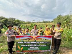 Panen Raya Jagung di Desa Langkap, Dukung Swamenbada Pangan