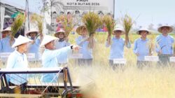 Sinergi Muspida Kota Blitar dalam Panen Raya, Wujudkan Kemandirian Pangan Daerah