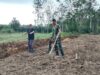 TNI Bersama Rakyat, TMMD Ke-128 Sulap Lahan 1,5 Hektar Jadi Kebun Jagung Produktif