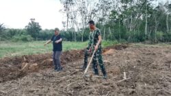 TNI Bersama Rakyat, TMMD Ke-128 Sulap Lahan 1,5 Hektar Jadi Kebun Jagung Produktif