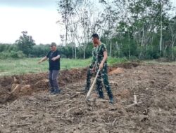 TNI Bersama Rakyat, TMMD Ke-128 Sulap Lahan 1,5 Hektar Jadi Kebun Jagung Produktif