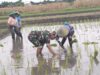 Wujud Ketahanan Pangan, Babinsa Rembang Dampingi Petani Tanam Padi di Sananwetan