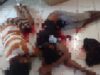 Warga Fakfak Digegerkan Penemuan Perempuan 24 Tahun Tewas di Belakang Toko Primadona, Polisi Selidiki Dugaan Penikaman
