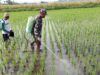 Babinsa Satrean Dampingi Perawatan Tanaman Padi, Wujudkan Ketahanan Pangan Masyarakat