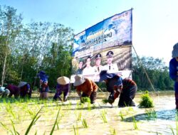 Hadapi El Nino, OKI Jadi Lokus Utama Percepatan Tanam Padi Sumsel, Target 111 Ribu Hektare