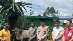 Idul Adha 1447 H, Kapolda Sumsel Salurkan Sapi Kurban untuk Pengurus Cabang Nahdlatul Ulama Kota Pagar Alam Melalui Polres Pagar Alam