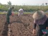 Wujudkan Ketahanan Pangan, Babinsa Pikatan Turun ke Sawah Dampingi Petani Tanam Jagung