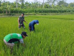 Optimalkan Pertumbuhan Padi, Babinsa Ngembul Bantu Petani Bersihkan Rumput Liar