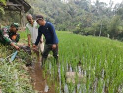 Antisipasi Kekeringan, Babinsa Sidomulyo Sertu Krida Dwi Bantu Pengairan Sawah Gunakan Pompa Air