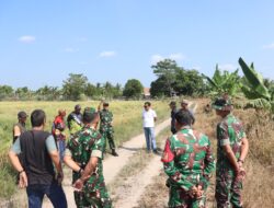 Kasdim 0402/OKI Tinjau Lahan Lokasi Panen Raya Serentak Bersama Presiden RI di Desa Jukdadak