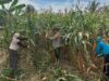 Tak Hanya Jaga Kamtibmas, Bhabinkamtibmas Banjar Ausoy Ikut Panen Jagung Warga di Bintuni