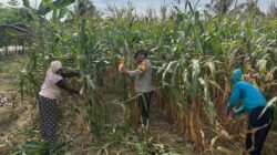 Tak Hanya Jaga Kamtibmas, Bhabinkamtibmas Banjar Ausoy Ikut Panen Jagung Warga di Bintuni