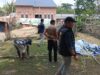 Polsek Tulung Selapan Bongkar Lapak Sabung Ayam di Pulau Beruang