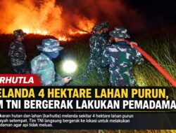 Karhutla Melanda 4 Hektare Lahan Purun, Tim TNI Bergerak Lakukan Pemadaman