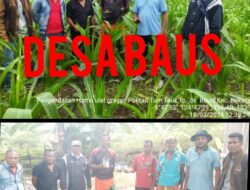 Hama Ulat Grayat Menyerang Tanaman Jagung Milik Para Petani di Desa Baus