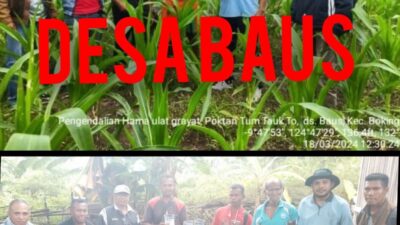 Hama Ulat Grayat Menyerang Tanaman Jagung Milik Para Petani di Desa Baus