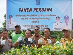 Panen Raya Cabe di OKI Berhasil Tekan Angka Inflasi