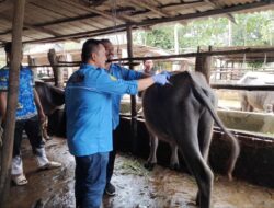 Menyelamatkan Kerbau Pampangan dari Kepunahan