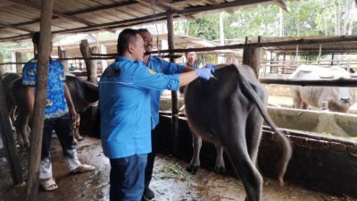 Menyelamatkan Kerbau Pampangan dari Kepunahan