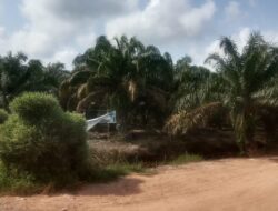 KUD Tanjung Mesayu Dilaporkan, Petani Plasma di OKI Menanti Keadilan